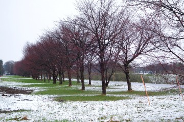 今にも咲き出しそうな桜並木と雪景色