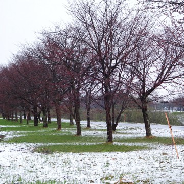 今にも咲き出しそうな…