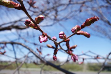 いよいよ桜前線が帯広川へ！【臨時営業と臨時休業のお知らせ】