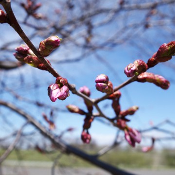 いよいよ桜前線が帯広…