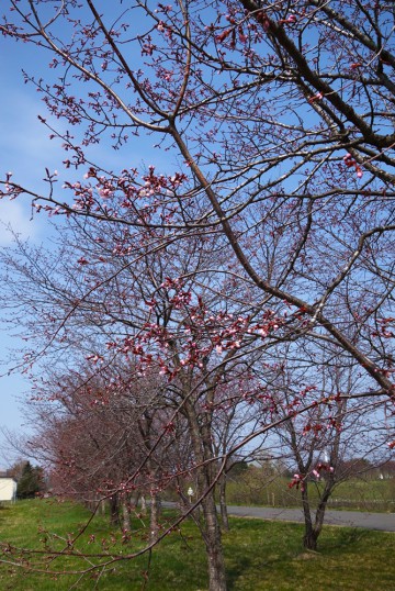 5月3日　一分咲き