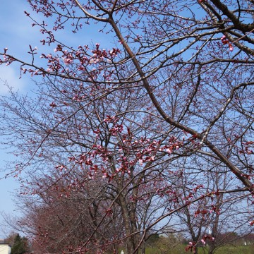 5月3日　一分咲き