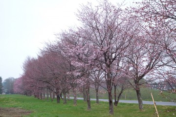 5月4日　三分咲き