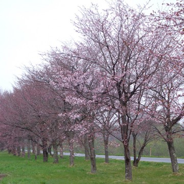 5月4日　三分咲き