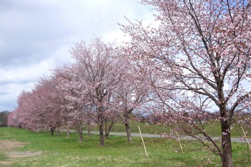 満開になりました！