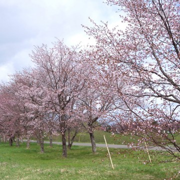 満開になりました！