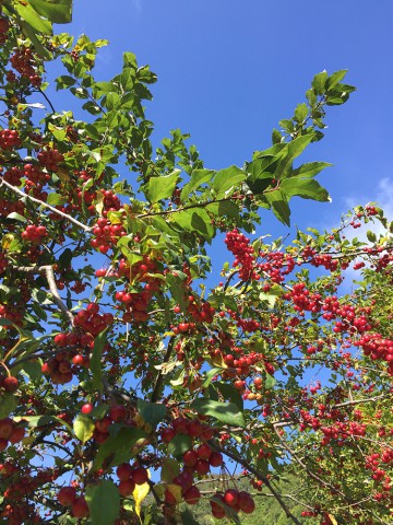 お休みのお知らせ