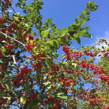 お休みのお知らせ