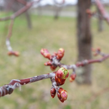 GWと5月の営業のお…