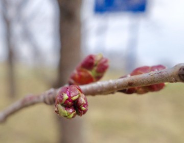 GW、5月の営業のお知らせ