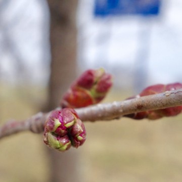 GW、5月の営業のお…