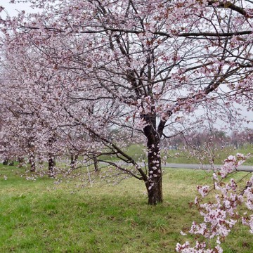 GW期間、本日のみお…