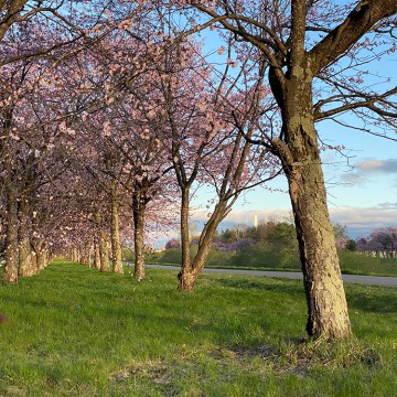 営業再開延期について