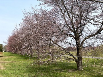 本日お休み、明日明後日営業となります