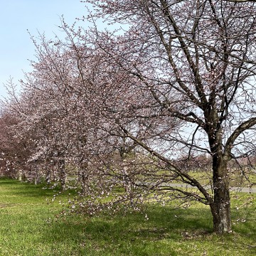 本日お休み、明日明後…
