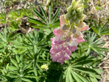 今週末は22日（祝）〜25日（日）がお休みとなります