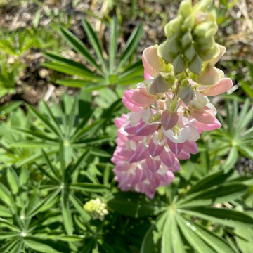 今週末は22日（祝）…