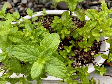 8月のお休みのお知らせ