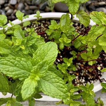 8月のお休みのお知ら…