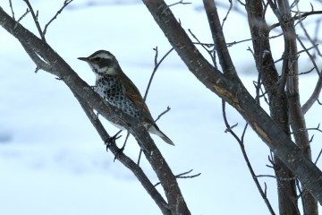 3月19日（土）より通常営業再開