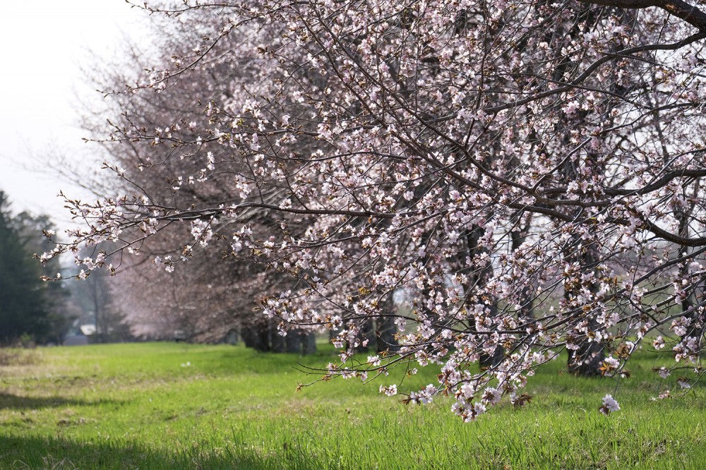 GW期間中の営業日のお知らせ