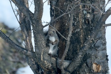 3月のお休みのお知らせ