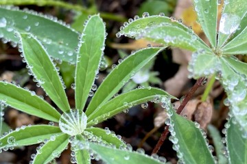 8月7日月曜日より営業を再開いたします