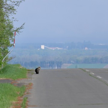 避暑地として開放します